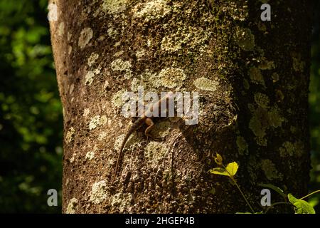 Goiânia, Goias, Brasilien – 20. Januar 2022: Eine Eidechse auf dem trockenen Stamm eines Baumes mit einem verschwommenen grünen Hintergrund. Stockfoto