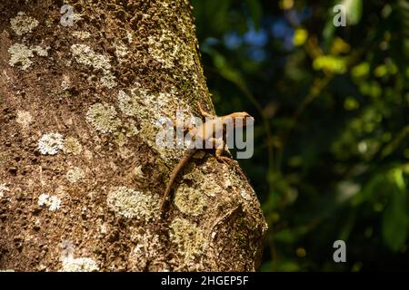 Goiânia, Goias, Brasilien – 20. Januar 2022: Eine Eidechse auf dem trockenen Stamm eines Baumes mit einem verschwommenen grünen Hintergrund. Stockfoto