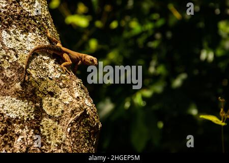 Goiânia, Goias, Brasilien – 20. Januar 2022: Eine Eidechse auf dem trockenen Stamm eines Baumes mit einem verschwommenen grünen Hintergrund. Stockfoto