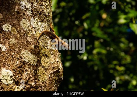 Goiânia, Goias, Brasilien – 20. Januar 2022: Eine Eidechse auf dem trockenen Stamm eines Baumes mit einem verschwommenen grünen Hintergrund. Stockfoto