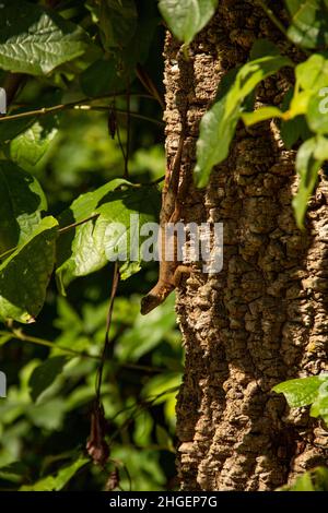 Goiânia, Goias, Brasilien – 20. Januar 2022: Eine Eidechse auf dem trockenen Stamm eines Baumes mit einem verschwommenen grünen Hintergrund. Stockfoto