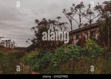 Alte, verlassene Viehfarm Gebäude auf überwucherter Wiese voll von trockenen Sosnowskys Schwalbenkräuter an bewölktem Tag. Stockfoto