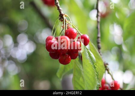 Kirschbaum Stockfoto