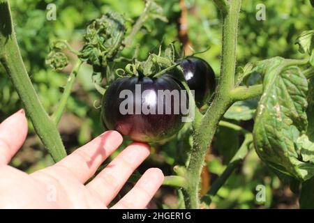 Schwarze Indigo-Rose-Tomate Stockfoto