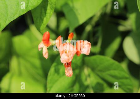 Nahaufnahme der orangefarbenen Blume. Phaseolus coccineus. Feuerbohne. Scharlachrote Läuferbohne Stockfoto