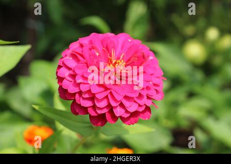 Zinnia elegans magellan-Koralle. Nahaufnahme der rosa Blume. Dahlia Stockfoto