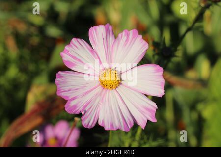 Cosmos bipinnatus mit gelben Samen in der Mitte Stockfoto