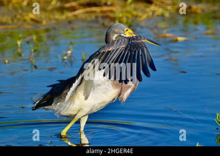 Tricolored Reiher (Egretta tricolor) Pirsch Beute in San Pedro, Belize Stockfoto