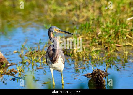 Tricolorierter Reiher (Egretta tricolor) im Profil und Blick auf die Kamera in San Pedro, Belize Stockfoto