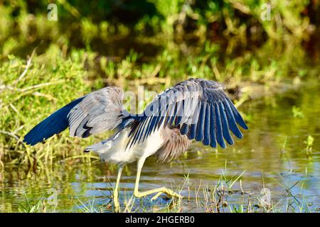 Tricolored Reiher (Egretta tricolor) Pirsch Beute und bilden ein Baldachin mit seinen Flügeln, in San Pedro, Belize Stockfoto