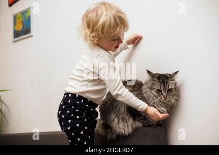 Baby füttert Katze aus der Hand. Das Kind bietet Katzenfutter an. Pflege für ein Haustier Stockfoto