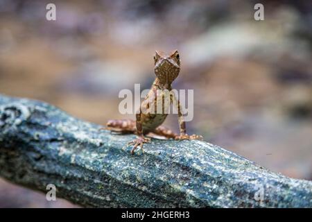 Kleine, warm gefärbte Eidechse an einem Zweig in einem Naturpark in Thailand, Krabi Stockfoto