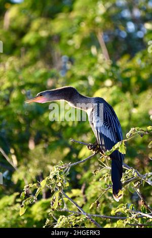 Anhinga (Anhinga anhinga), auch bekannt als Schlangenkäfer, amerikanischer Darter oder wassertürke, mit seinem Kehlsack deutlich sichtbar, im Mangroven von San Pedro, Belize. Stockfoto