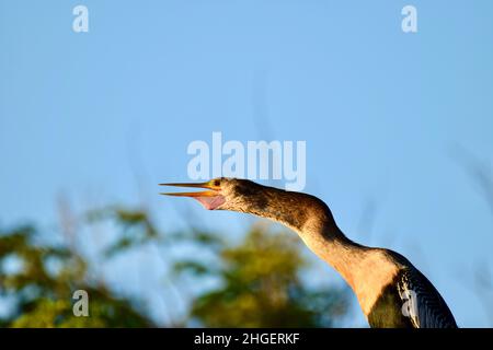 Anhinga (Anhinga anhinga), auch bekannt als Schlangenkäfer, amerikanischer Darter oder wassertürke, mit seinem Kehlsack und seinen Adern deutlich sichtbar, in San Pedro, Belize. Stockfoto