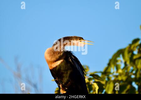 Anhinga (Anhinga anhinga), auch bekannt als Schlangenkäfer, amerikanischer Darter oder wassertürke, mit seinem Kehlsack deutlich sichtbar, im Mangroven von San Pedro, Belize. Stockfoto