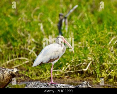 Einsame juvenile amerikanische weiße Ibis (Eudocimus albus) in den Mangroven von San Pedro, Belize. Stockfoto