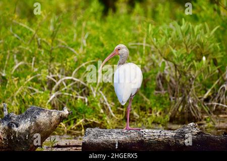 Einsame juvenile amerikanische weiße Ibis (Eudocimus albus) in den Mangroven von San Pedro, Belize. Stockfoto