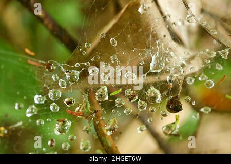 Nahaufnahme von Wassertröpfchen auf Spinnennetz im tropischen Regenwald Stockfoto