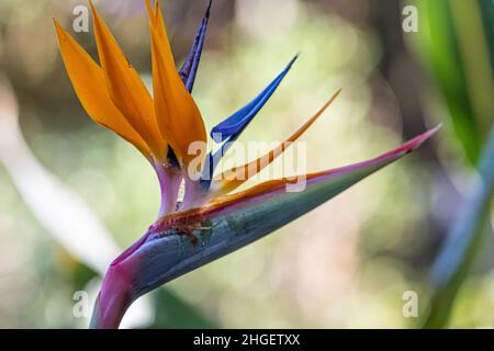 Wunderschöne, farbenfrohe „Bird of Paradise“-Pflanze (Strelitzia reginae) im Jacksonville Zoo and Gardens in Jacksonville, Florida. (USA) Stockfoto