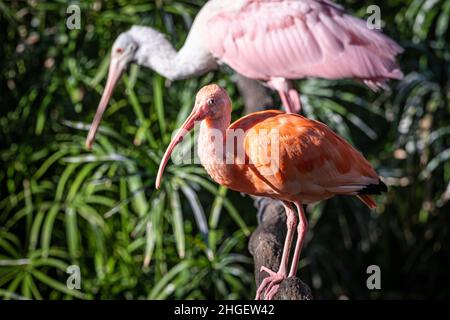 Scharlachrote Ibis (Eudocimus ruber) und ein Rosenkohlelöffel (Platalea ajaja) im Jacksonville Zoo and Gardens in Jacksonville, Florida. (USA) Stockfoto