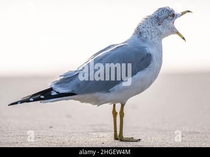 Quackende Ringschnabelmöwe (Larus delawarensis) am Mickler Beach in Ponte Vedra Beach, Florida. (USA) Stockfoto