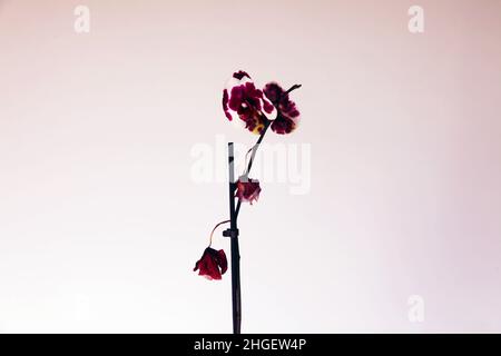 Verwelkte Orchidee auf weißem Hintergrund. Stockfoto
