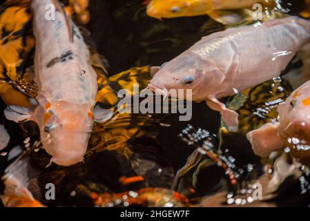 Koi schwimmen im Wassergarten, Karpfen, Koi, Koi schwimmen im Teich. Weiße Lilie und Seerosen auf dem Wasser Stockfoto