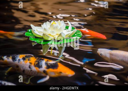 Koi schwimmen im Wassergarten, Karpfen, Koi, Koi schwimmen im Teich. Weiße Lilie und Seerosen auf dem Wasser Stockfoto