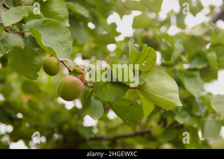 Reife Aprikosen, die an den Zweigen des reifen Baumes in einem Feld hängen, das Aprikosen für den Großverkauf anpflanzt Stockfoto