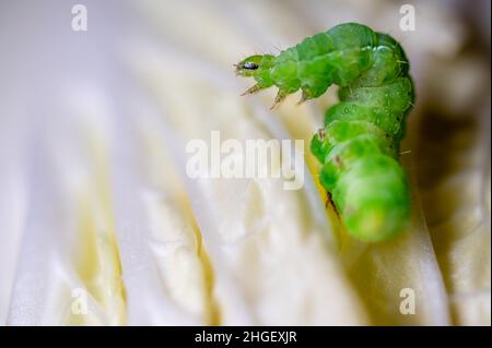 Raupe auf Blatt. Grünkohlraupe auf Chinakohl. Brassica rapa. Schädlingsinsekt. Stockfoto