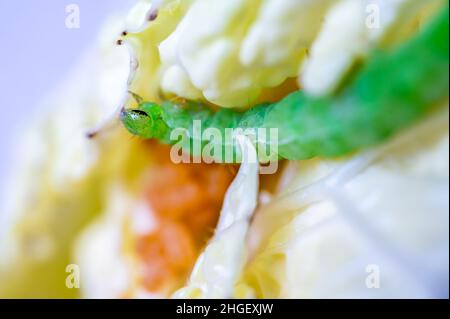 Raupe auf Blatt. Grünkohlraupe auf Chinakohl. Brassica rapa. Schädlingsinsekt. Stockfoto