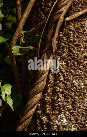 Goiania, Goias, Brasilien – 20. Januar 2021: Struktur eines Baumstamms mit einer gewickelten Rebe und einigen Blättern. Naturkonzept. Stockfoto