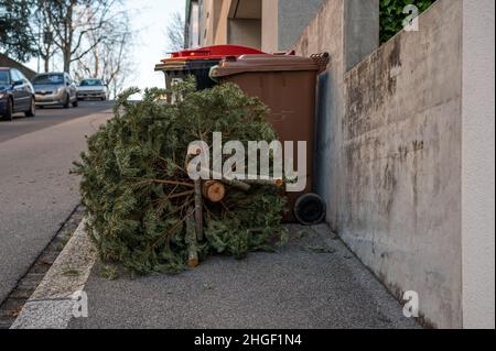 Verlassene Weihnachtsbäume in der Straße neben dem Mülltonnen nach den Feiertagen. Ökologie, Abfall und Umweltkonzept. Stockfoto