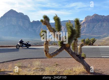 Wüstenlandschaft mit Motorrad, Bergen und einem joshua-Baum Stockfoto