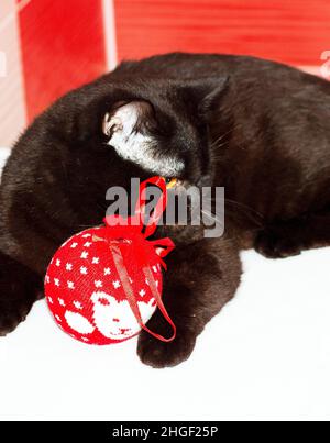Dunkelbraune schottische britische Katze mit einem Weihnachtsspielzeug, der Winter ist kalt, Themenkatzen, Kätzchen und Katzen im Haus, Haustiere ihre Fotos und ihr Leben Stockfoto