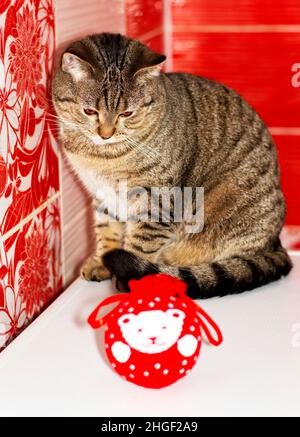 tiger tabby Schottisches Kätzchen sitzt und schaut auf ein Weihnachtsspielzeug, Nahaufnahme, Winter ist kalt, Themenkatzen, Kätzchen und Katzen im Haus, Haustiere ihre Fotos Stockfoto