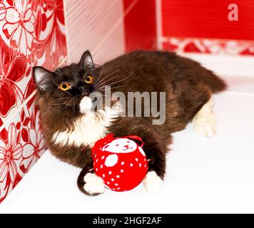 scottish Highland gerade flauschige Langhaar-Kätzchen beißt mit einem Weihnachtsspielzeug, Nahaufnahme, Winter ist kalt, Themenkatzen, Kätzchen und Katzen im Haus, Haustier Stockfoto