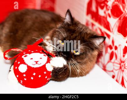 Schokolade britisches schottisches Kätzchen, das mit einem Weihnachtsspielzeug spielt, Nahaufnahme, der Winter ist kalt, Themenkatzen, Kätzchen und Katzen im Haus, Haustiere ihre Fotos Stockfoto