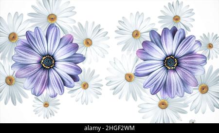 Set von weißen und violetten verschiedenen Sommerblütenknospen rotieren, isoliert auf weißem Hintergrund. Kamillen, Kosmosblumen und Veilchen drehen sich Stockfoto