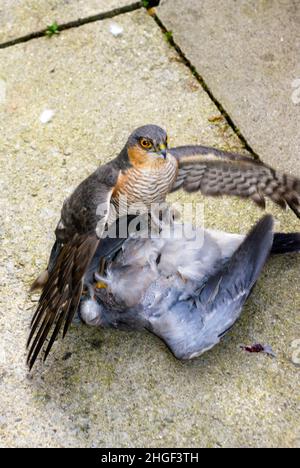Großbritannien, England, Devonshire. Ein Sparrowhawk greift eine Taube in einem Garten an und tötet sie. Stockfoto