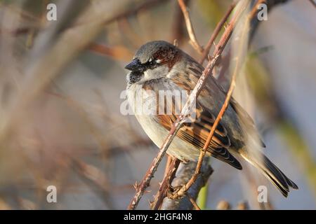 Detailreiche Nahaufnahme eines wilden, männlichen Haussperling (Passer domesticus), der im Winter im Freien in einem Dornbusch liegt. Stockfoto