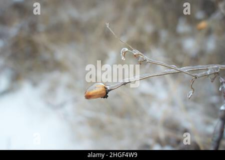 Blumen des Laubgrases, Büsche bedeckt mit Eiskruste nach dem eisigen Regen, Fragment, Hintergrund. Ausgewählter Fokus Stockfoto