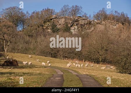 Schafe in der Nähe von Robin Hood's Stride, Derbyshire Peak District, Großbritannien Stockfoto