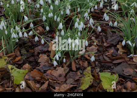 Winterblüten des Schneegropfes galanthus atkinsii Stockfoto