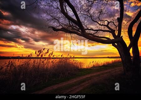 Einsamer Baum ohne Blätter vor dem Hintergrund eines wunderschönen Sonnenuntergangs, am Ufer Stockfoto