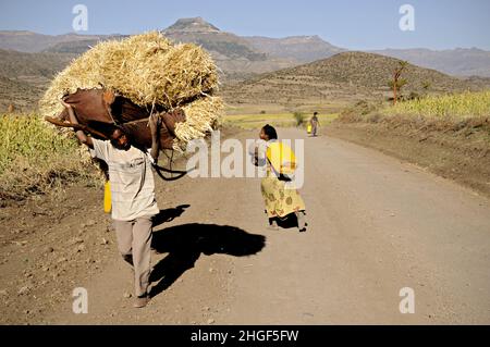 Junger Mann mit schwerer Ladung auf dem Weg nach Lalibela, Amhara Region, Äthiopien Stockfoto