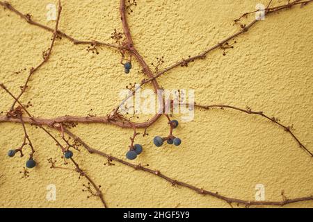Alte Wildweinbeeren des Vorjahres. Trockene Zweige an der Wand. Rote Efeu-Blätter an einer Betonwand. Stockfoto