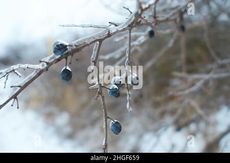 Zweige der wilden blauen Beere, bedeckt mit Eiskruste nach dem eisigen Regen, Fragment, Hintergrund Stockfoto