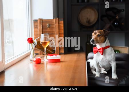 Jack Russel Terrier mit Fliege am Valentinstag im Restaurant Stockfoto
