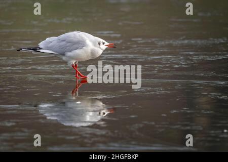 Nahaufnahme einer kleinen Möwe mit orangefarbenem Schnabel und Beinen, die auf einem gefrorenen See stehen Stockfoto